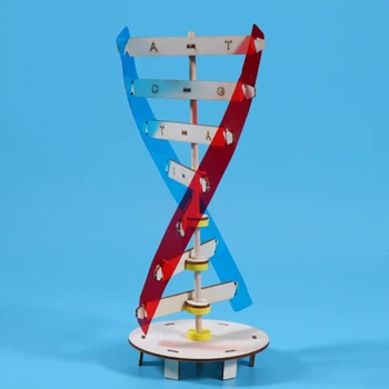 ДНК модели Модел на двойна спирала Наука Образователен инструмент за преподаване Играчка Човешки гени Учебен инструмент за сглобяване на ДНК